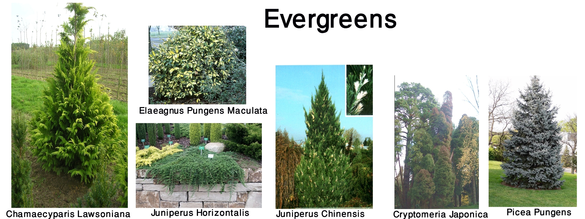 Evergreen перевод