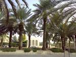 Palm trees are widely used throughout the Diplomatic Quarter.