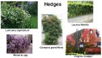 Hedges