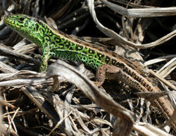 in the area lives a big population of lizards