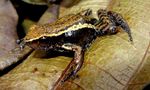 Species inside Wetland Cordoba- An amphibian: Rana campana