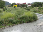 plants growing near water