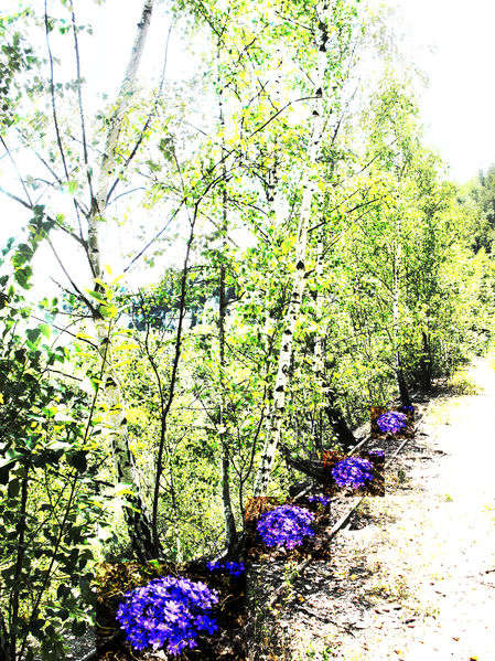 File:Hepatica.jpg