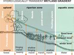 Wetland gradient