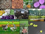 Colourful biodiversity