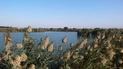 Previous Farm Lake