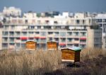 Beehives on green roofs(http://www.theguardian.com/environment/2013/may/04/paris-green-roofs-building-climate-environment)