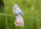 The Ida-blue butterfly is in the red list of high risk category.
