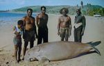 Local hunted Dugong (sea cow), source:spearchuckasart.com