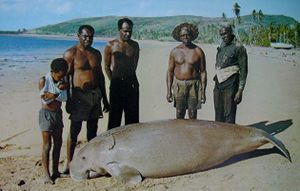 Locals hunted Dugong (sea cow), source:spearchuckasart.com