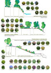 Skecthes related to the planting