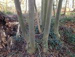 multi-stem Fraxinus excelsior