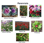 Perennials