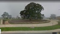 River red gums integrated into new residential development bordering farmland