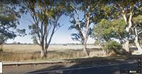 River Red Gums in cattle fields south east of Melbourne