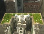 Chicago City Hall green roof