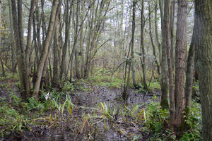 Planting Design 2013 Working Group 13 - Case Study Swamp Forest.jpg