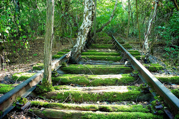 Naturpark Südgelände, Berlin, image by Sebastian Michalke (creative commons)