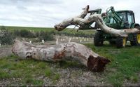 Trees being replanted with fallen timber from a neghbouring field added as habitat (https://www.recreatingthecountry.com.au/structure.html)