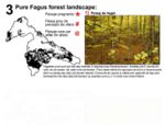 33 Pure Fagus forest landscape