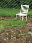 A chair amidst the Salad - one of the garden parcells