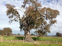 Fencing large old trees is important to allow regeneration to occur without trampling from cattle grazing (www.http://gretalandcare.org.au/projects/paddock-trees/)