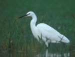 Egretta garzetta - protected specie