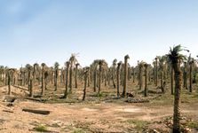 Burnt Date Palms