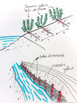 Bio-engineering drawing