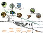 Wetland Habitat (birds)