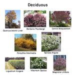 Deciduous