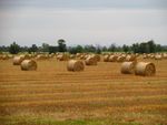 Variability of Agricultural Landscapes