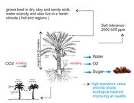 Palm Gardens - Purification System (Mansura)