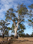 Large River Red Gums are an iconic image of floodplains used for agriculture in southern Australia. They can grow to be 30m tall and 500 years old. (http://www.dn.com.au/Big_Famous_Trees_gallery/pages/Big-Red-Eucalyptus-camaldulensis-gum.html)