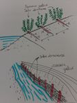 Bio-engineering drawing