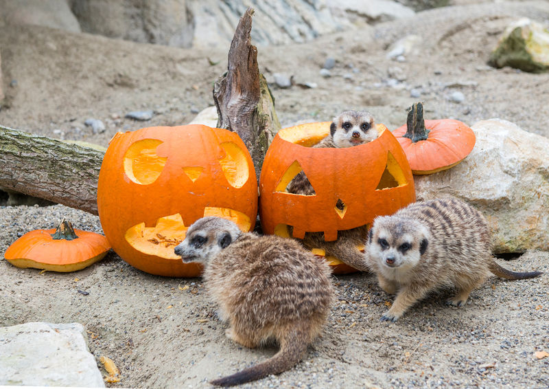 File:Erdmännchen mit Kürbis Hellabrunn 2013 2.jpg