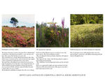 Pictures of local plant communities that were used as inspiration for Monte Gaiás´s planting design and to describe it´s future atmosphere.