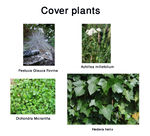 Cover plants