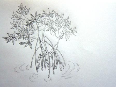 File:Small mangrove sketch.JPG