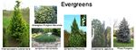 Evergreens