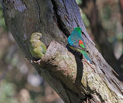 Tree hollows provide habitat for many native mammal and bird species (https://commons.wikimedia.org/wiki/File:Psephotus_haematonotus_-Crestwood_Reserve,_Baulkham_Hills,_Sydney,_Australia_-pair-8.jpg)