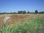 The Bastia fields