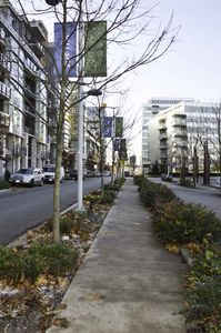 Planting along the pedestrian path, featuring Mahonia on the right side that is separating the path from the bicycle route and row of Maple trees on the left along with different ornamental shrubs and grasses separating the path from the road.