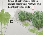 Group of native trees-Reduce noise and ecological