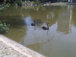 Black swans in Parc Montsouris