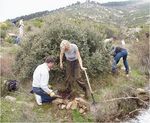 Citizens reforesting the burnt mountain forest