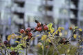 Thumbnail for version as of 00:44, 24 November 2013