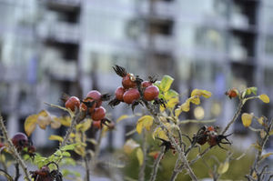 Rose hips are a delight for wildlife, as well as for the eyes since there's not much color in the winter months. They are a treat for fruit loving birds, squirrels, deer and rabbits and can also be used in different recipes. Considering the size of the hips I assume it's a variety of Rosa rugosa.