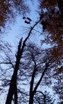 Old beech trees in a bad state (Harel, 2018)
